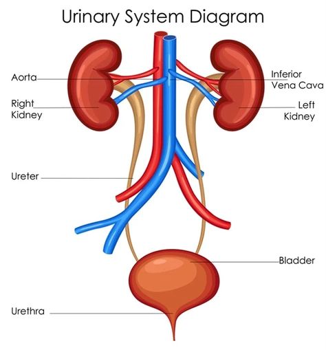 Education Chart, The Urinary System, Excretory System, Polycystic Kidneys, Urinary System, Surgical Tech, Urinary Tract, Medical Education, Pelvic Floor