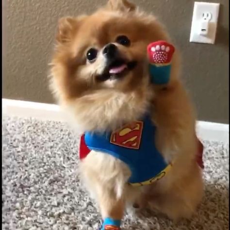 Animal Smile, Pet Halloween Costumes, Love Motivation, Diy Costume, Pomeranian Puppy, Dog Cute, Amazing Diy, Beautiful Life, Diy Costumes