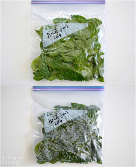 Freezing Basil Leaves-unblanched raw in a bag #organicgardening #caprese #whomovedmycoconutoil #performancenutrition #agardensharvest Freeze Swiss Chard, Storing Basil, Preserving Basil, Freezing Fresh Herbs, Preserve Fresh Herbs, Freezing Vegetables, Dried Basil Leaves, Freezing Herbs, Preserving Herbs