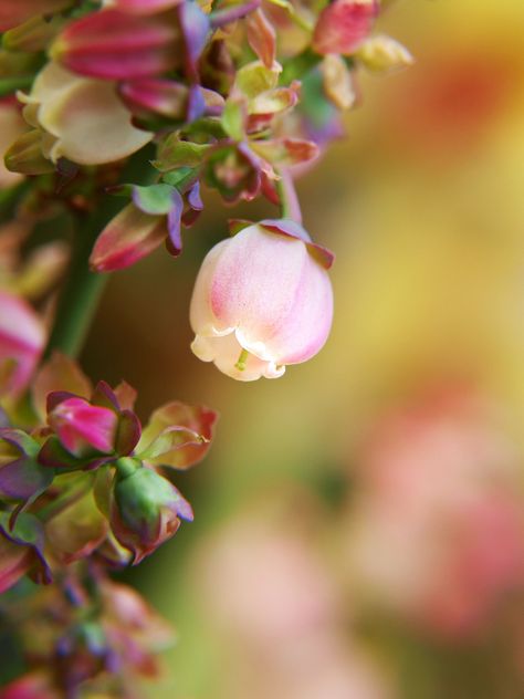 Blueberry Blossom, Plants Reference, Fruit Blossoms, Blueberry Flower, Blueberry Tattoo, Bloom Tattoo, Tattoo Appointment, Blueberry Farm, Raindrops And Roses