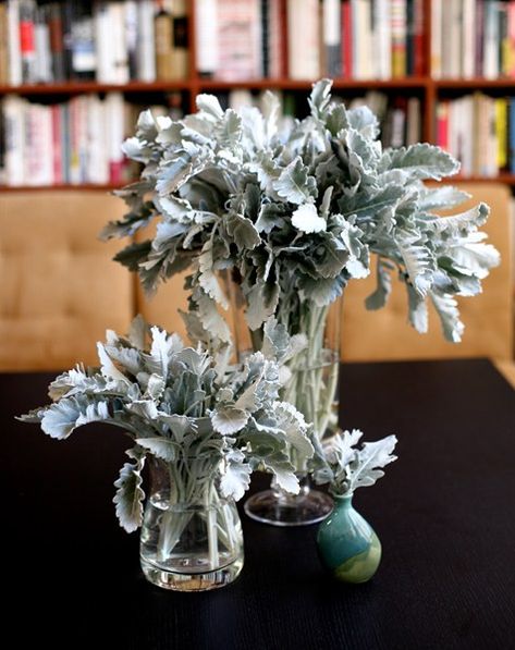 beautiful alternative    - dusty miller Planting Succulents Indoors, Flower Identification, Baby Naming, Smoky Blue, Succulent Bouquet, Seeded Eucalyptus, Dusty Miller, Flowers Arrangements, Soft Spot