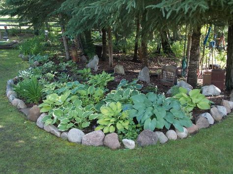 what to grow under spruce trees alberta - Google Search ... Pine Tree Landscaping, Pine Tree Garden, Tree Landscaping, Plants Under Trees, Landscaping Around Trees, Hosta Gardens, Tree Garden, Garden Shrubs, Rock Garden Landscaping