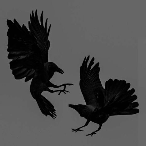 #creepyhouse  #creepyhouseaesthetic   #creepyhouseaestheticdecor Kaz Brekker Aesthetic, Six Of Crows Aesthetic, Crows Aesthetic, Six Of Crows Characters, Crow Books, Kaz Brekker, Crooked Kingdom, Black Birds, Crows Ravens