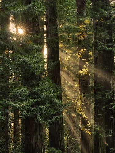 Coast Redwood (Sequoia sempervirens) | Del Norte Coast Redwo… | Flickr Sequoia Sempervirens, Trees In The Forest, Coast Redwood, California Photos, Redwood Forest, Tree Forest, Green Trees, Enchanted Forest, Beautiful Tree