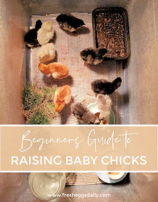 Raising Baby Chicks, Baby Chicks Raising, Raising Chicks, Dust Bath, Backyard Chicken Farming, Raising Backyard Chickens, Chicken Garden, Keeping Chickens, Baby Chickens