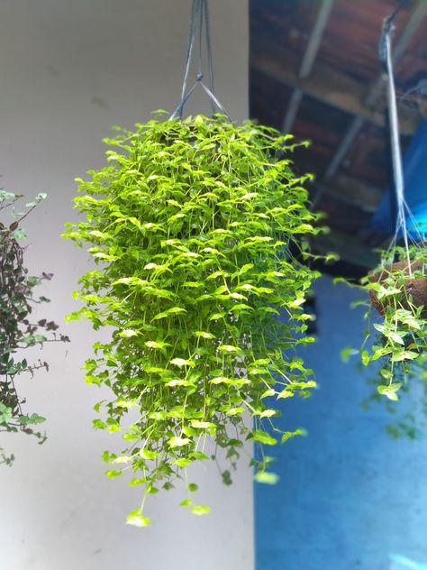 Wine Plant, Turtle Vine, Plant Arrangement, Inside Plants, Green Turtle, Hanging Plant, Plant Mom, Front Garden, Hanging Plants