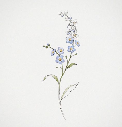 Myosotis Flower Drawing, Drawing Forget Me Not Flower, Simple Botanical Tattoo, Forget Me Not Flowers Tatoos, Forget Me Not Flowers Drawing, Forget Me Not Drawing, Forgetmenot Tattoo, Myosotis Flower, Delphinium Tattoo