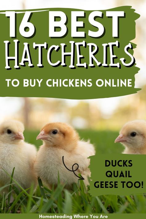 Chicken Feeder Diy, Chickens For Sale, Live Chicken, Chicken Owner, Garden Remedies, The Chicks, Raising Backyard Chickens, Chicken Feeder, Chicken Feed