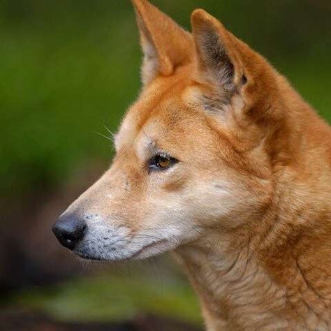 Australian Dingo, Australian Mammals, Dingo Dog, Carolina Dog, Dog Aesthetic, Wild Dog, Animal Reference, Australia Animals, Natural Selection