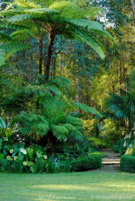 Tropical Backyard Landscaping, Dream Garden Backyards, Front Lawn Landscaping, Tropical Landscape Design, Bush Garden, Australian Native Garden, Ferns Garden, Tropical Garden Design, Tropical Backyard