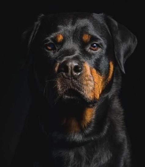 Rottweilers on Instagram ... Rottweiler Wallpaper, Rottweiler Breed, Harley Davidson Artwork, Wallpaper Background Design, Rottweiler Love, Dog Anatomy, Rottweiler Mix, Rottweiler Lovers, Tail Wagging