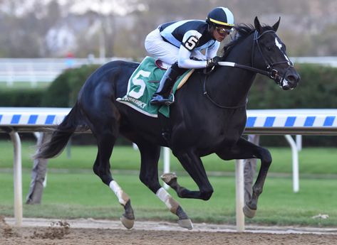 Horse Racing Photography, Rival Stars Horse Racing, Kentucky Derby Horses, Racing Horse, Equestrian Helmets, Derby Horse, Horse Profile, Independence Hall, Thoroughbred Horse Racing