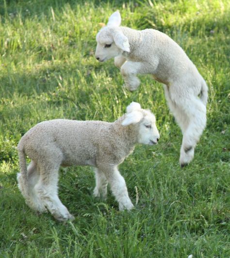 Curse your sudden but inevitable betrayal! Regnul Animal, Cute Lamb, Baby Sheep, Cute Goats, Baby Lamb, Sheep And Lamb, Cute Sheep, Oita, Baby Goats