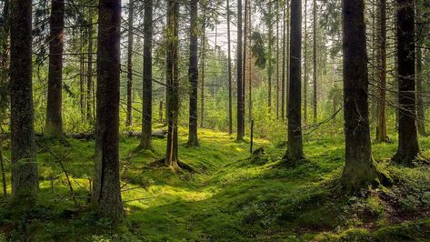 environment-dark-forest-background-karelia-trees-shutterstock-601970732