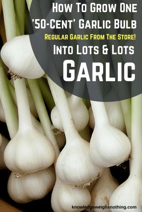 Grow Garlic, How To Store Garlic, Growing Garlic, Survival Gardening, Garlic Bulb, Fruit Garden, Easy Garden, Veggie Garden, Planting Herbs