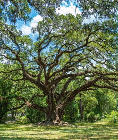 Quercus virginiana - The Southern Live Oak An evergreen oak of the south east United States Southern Live Oak Tree, Southern Live Oak, Live Oak Tree, Big Trees, Live Oak Trees, Oak Trees, Live Oak, Shade Trees, Tall Ships