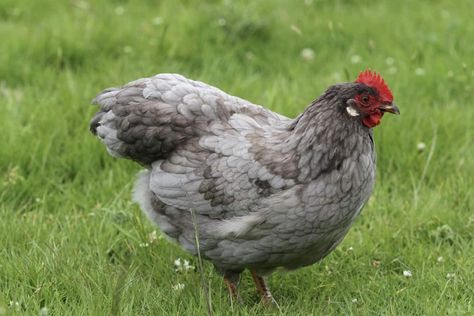 Top 6 Grey Chicken Breeds (with Pictures) Chicken Breeds With Pictures, Pekin Chicken, Lavender Chicken, Australorp Chicken, Bantam Chicken Breeds, Cochin Chickens, Plymouth Rock Chicken, Rooster Breeds, Blue Chicken