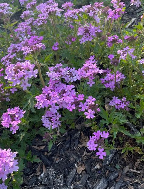 Verbena Types, Care, and Propagation - Dengarden Verbena Flower, Verbena Plant, Container Flowers, Garden Stuff, Ground Cover, Flower Seeds, Flower Beds, Plant Care, Backyard Garden