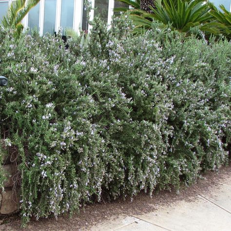 Rosmarinus officinalis 'Huntington Carpet' ('Huntington Blue') Drought Tolerant Shrubs, Evergreen Flowers, Patio Trees, Light Purple Flowers, Buy Plants Online, Patio Planters, Light Blue Flowers, Rosmarinus Officinalis, Blue Carpet