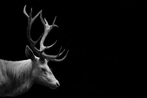 Deer | Jojanne | Flickr Deer Wallpaper, Buck And Doe, Vision Quest, Stag Deer, White Deer, Diamond Paint, Painting Subjects, Black Animals, Black And White Portraits