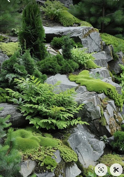 Alpine Rock Garden, Modern Rock Garden, Rockery Garden, Sloped Backyard Landscaping, Plants Beautiful, Modern Rock, Side Yard Landscaping, Rock Garden Plants, Rock Garden Design