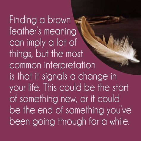 Finding a brown feather meaning, brown feather meaning Brown Feather Meaning, Feather Color Meaning, Finding Feathers, American Indian Quotes, Feather Symbolism, Feather Meaning, Angel Spirit, Indian Quotes, Animal Spirit Guides