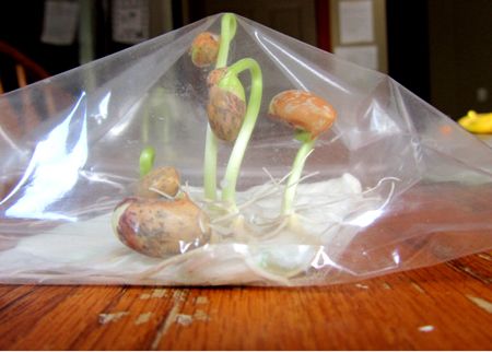 How To Grow Beans In A Plastic Bag Grow Beans, Toddler Stem, Growing Beans, Preschool Garden, Diy Science Experiments, Science Experiments For Preschoolers, Plant Projects, Bible Crafts For Kids, Diy Science