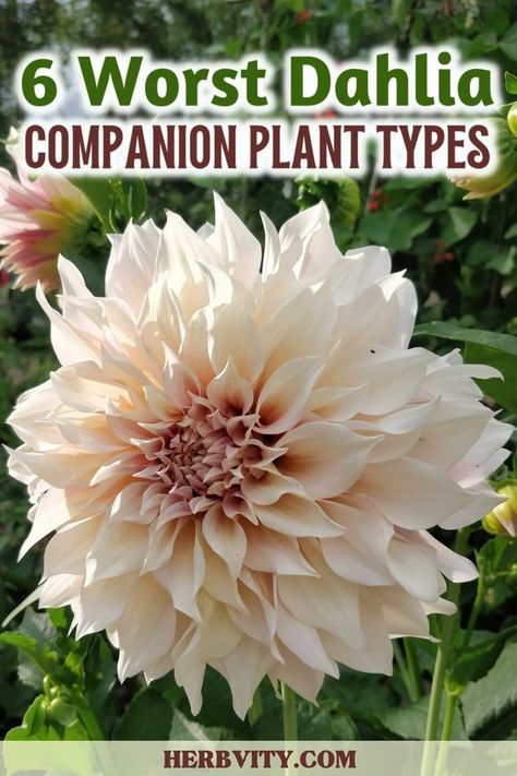 "🍃🚫 Unfavorable Pairings: 6 Plants that Don't Mix Well with Dahlias! 🌱✨ Learn about the potential clashes that can impact your dahlia garden, helping you make informed choices for a flourishing and visually appealing landscape. 🌿🌸 #GardenAwareness #DahliaCompanions #CompanionPlantingFails #FloralCaution" Roses And Dahlias Garden, Dahlia Care Tips, When To Plant Dahlias, Growing Dahlias Zone 6, Caring For Dahlias, Dahlia Flower Garden Ideas, How To Plant Dahlias, Dahlia In Garden, Dahlia Planting Ideas