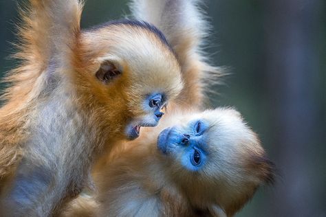 One of the highlights of my many photo tours to China was photographing wild snub-nosed monkeys. I have long been intrigued by blue animals. Most of the species that are predominantly blue, or that  ... Monkey Zodiac, Blue Animals, Baby Monkeys, Blue Monkey, Animals Funny, Dog Videos, Baby Monkey, Primates, Animals Of The World