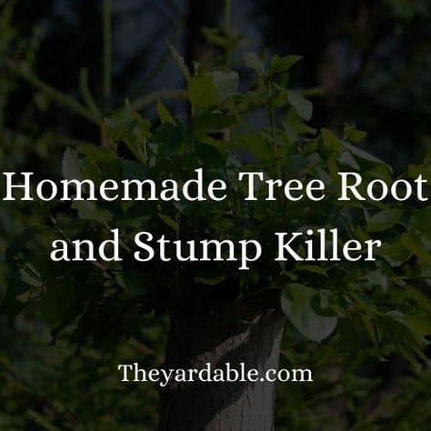 Kill Tree Roots, Diy Tree, Sodium Chloride, Old Tree, Tree Roots, Plant Roots, Reading Recommendations, Small Trees, Guided Reading