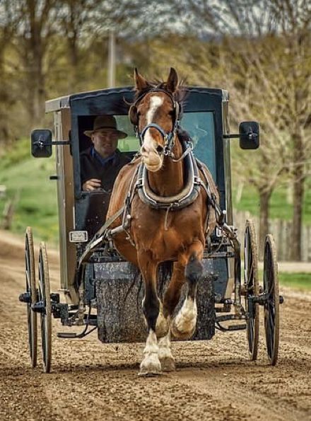 Village Vibes, Amish Buggy, Horse Buggy, Amish Living, Horse Wagon, Amish Culture, Horse Cart, Amish Life, Amish Farm