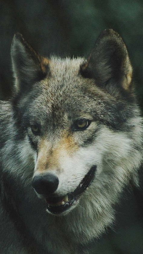 Wolf Hd, Dog Wolf, Werewolf Aesthetic, Wolf Photography, Wolf Face, Wolf Photos, Beautiful Wolves, Green Sky, Wolf Tattoos