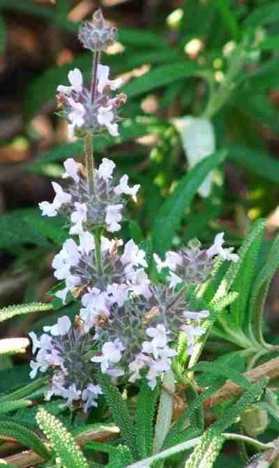 Salvia mellifera repens, Black sage repens flowers