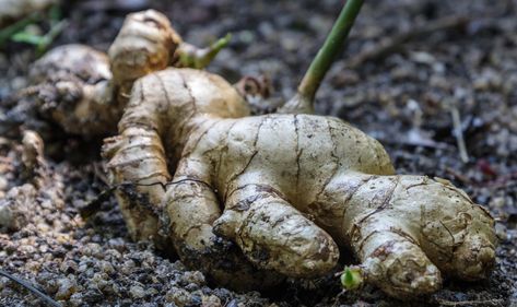 Ginger Plants, Ginger Roots, Growing Ginger, Ginger Plant, Leaf Vegetable, List Of Vegetables, Plant Zones, Home Grown Vegetables, Ginger Essential Oil