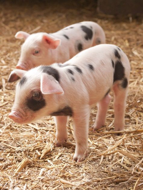 Pig Photo, Pig Pics, Country Animals, Tiny Pigs, Adorable Baby Animals, Pet Pig, Teacup Pigs, Pig Pictures