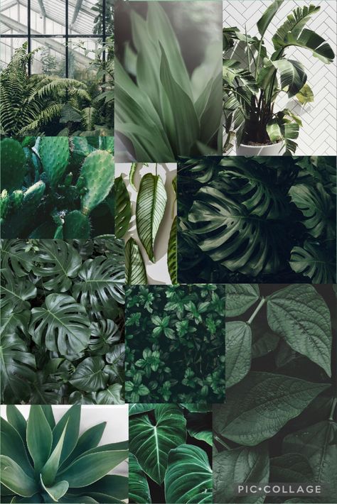 #plants #succulents #green #greenery #collage #collageboard #collagewallpaper #collagewall #collageart #aesthetic #aestheticedits #aestheticwallpaper #aestheticwallpaperiphone Plant Collage Wallpaper, Plant Mom Wallpaper, Plants Collage, Plant Collage, Cottage Forest, Nature Core, Goofy Memes, Naturally Pretty, Widget Board