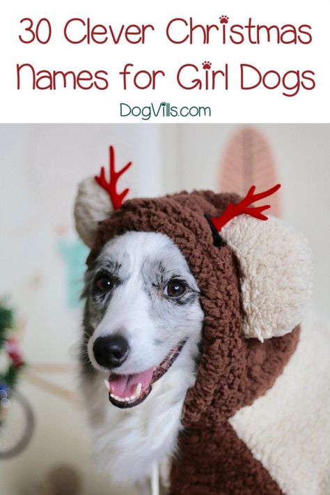 Getting a new puppy for the holidays? You’ll definitely want to check out our favorite Christmas dog names for boys and girls! Christmas Names Ideas, Puppy Girl Names, Elf Name Generator, Puppy For Christmas, Dogs Names List, Getting A New Puppy, Adoption Tips, Girl Dog Names, Female Dog Names