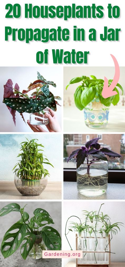 Easy Houseplants To Propagate, Indoor Plants Propagation, Propagating House Plants In Water, Plants In Jars Of Water, Easy Plants To Propagate In Water, Propagating In Water, Plants You Can Propagate In Water, What Plants Can You Propagate In Water, Propagating Succulents In Water