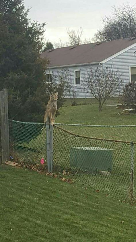 A coyote Wolf Video, Whitetail Deer Pictures, Tarpon Fishing, Wild Animals Photography, Deer Pictures, Wildlife Pictures, Chain Link Fence, Walk On The Wild Side, Take A Walk