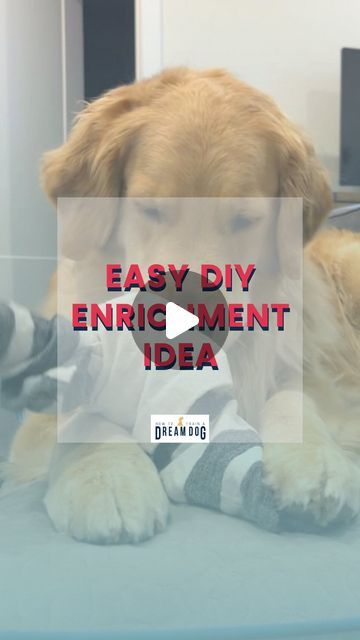 How to Train a Dream Dog - Puppy Training on Instagram: "Raise your hand if you’ll try this easy DIY for enrichment 🙋We always talk about just HOW important enrichment is, it’s is letting your dog do things THEY love to do. It not only makes happy, it helps them use their brain and get mental exercise. 🧠Did you know mental exercise can tire them out just as much (if not more) than physical exercise? Try this easy DIY enrichment with things you already have! Take a towel, line up some treats, kibble or whatever else your pup likes, roll and tie the towel, and that’s it! Always be sure to give your pup an appropriate amount of treats and kibble for their size, and be sure to monitor them as they work to ensure they aren’t ingesting the towel. Then just watch as your pup gets to sniff and u Mental Exercises, How To Roll Towels, Dream Dog, Physical Exercise, Raise Your Hand If, Raise Your Hand, Make Happy, Diy Dog Stuff, Puppy Training