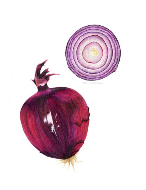 And stunning veggies. | These Stunning Food Illustrations Look Good Enough To Eat Onion Art, Botanical Illustration Black And White, Herbs Illustration, Botany Illustration, Tulip Drawing, Vegetable Illustration, Line Art Flowers, Mixed Media Illustration, Food Illustration Art