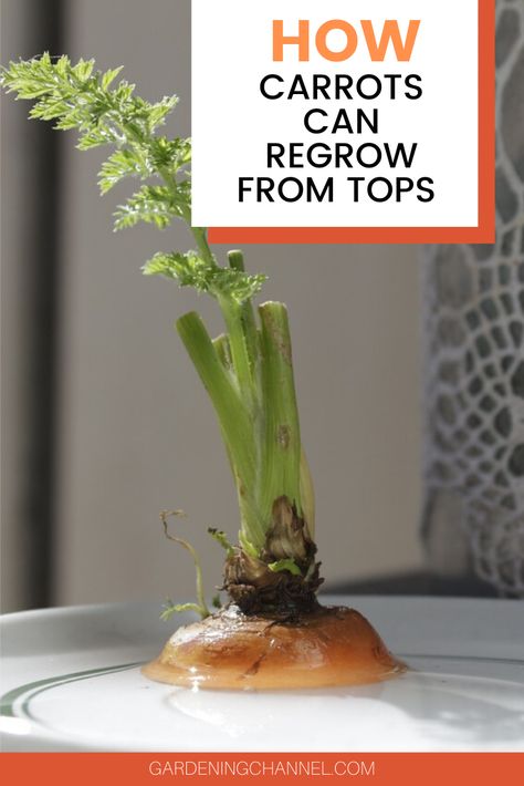 Learn how to regrow carrot plants from kitchen scraps. Follow these gardening tips to grow a carrot plant from a carrot top. This is a great hobby for children, since carrot tops produce visible results in just a few short days. #gardeningchannel #gardening #growingcarrots #vegetablegardening Indoor Carrot Growing, How To Plant Carrots From Scraps, Carrots Growing Tips, Carrots Garden How To Grow, Propagating Carrots, Carrot Tops Growing, Growing Carrots From Carrot Tops, How To Regrow Carrots, Regrow Carrots From Scraps