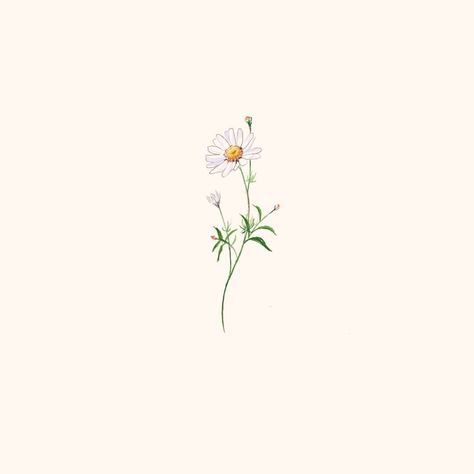 Chamomile Tattoo Design, Chamomile Plant Tattoo, Chamomile Plant Drawing, Chamomile Flowers Drawing, Chamomile Flowers Aesthetic, Chamomile Flower Tattoo, Daisy Drawing Simple, Chamomile Drawing, Chamomile Aesthetic