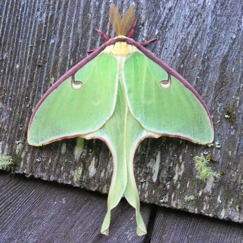 Green Moth, Lunar Moth, Sweet Gum, Moth Wings, Moon Moth, Moth Caterpillar, Moth Art, Beautiful Bugs, Luna Moth