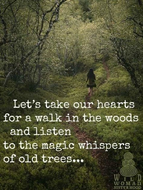 Walk in the woods Citation Nature, Spiritual Tattoo, Wild Women Sisterhood, Quotes Nature, Inspirational Memes, A Walk In The Woods, Quotes Thoughts, Old Trees, Life Quotes Love