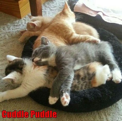 Cuddle Puddle Cuddle Puddle, Animal Humour, Cat Quotes Funny, Kittens And Puppies, Kittens Funny, Cat Quotes, Funny Cat Memes, Cute Cats And Kittens, The Funny