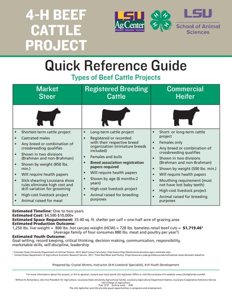 The beef cattle project allows youth to explore the areas of animal husbandry, livestock selection and evaluation, health management, and meat science. Showing Lambs, Agriculture Education Lessons, Farm Livestock, Livestock Judging, Show Steers, Show Cows, 4 H Club, Cattle Barn, Raising Farm Animals