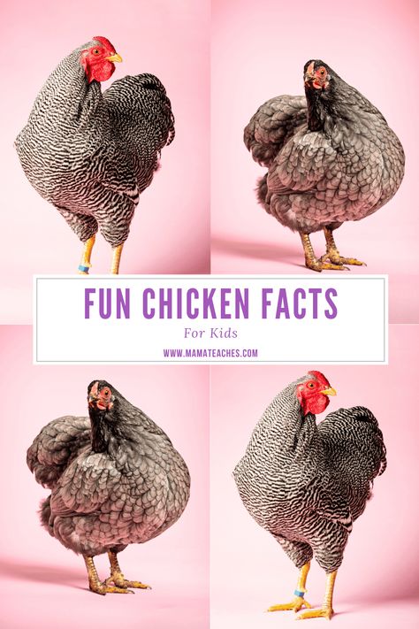 Chicken Games For Kids, Chicken Activities For Kids, Facts About Chickens, Fun Science Facts, Barnyard Chickens, Homestead Tips, Egg Facts, Chicken Birthday, Chicken Facts