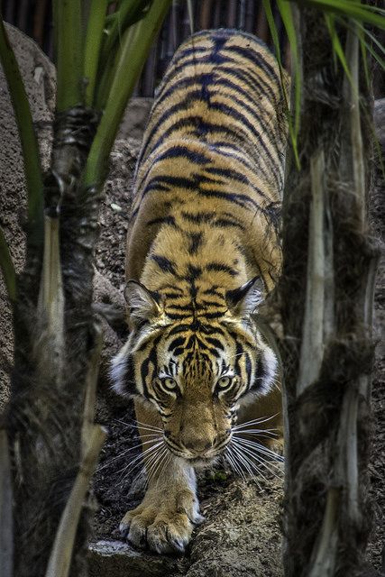 Stalking Tiger Tattoo, Tiger Pose Reference, Tiger Reference Photo, Hewan Aesthetic, Tiger Poses, Tiger Stalking, Dream Tiger, Tigre Y Dragon, Tiger Abstract