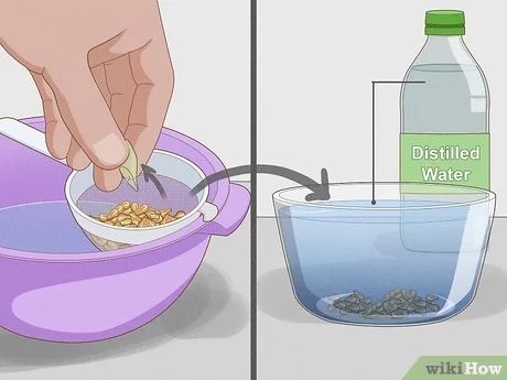 How to Grow Grapes from Seeds: 12 Steps (with Pictures) - wikiHow How To Grow Grapes From Seeds, Grow Grapes From Seeds, Self Sustaining Farm, How To Grow Grapes, Planting Chart, Grape Vine Trellis, Grow Grapes, Companion Planting Chart, Grape Vine Plant